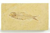 Detailed Fossil Fish (Knightia) - Wyoming #355648-1